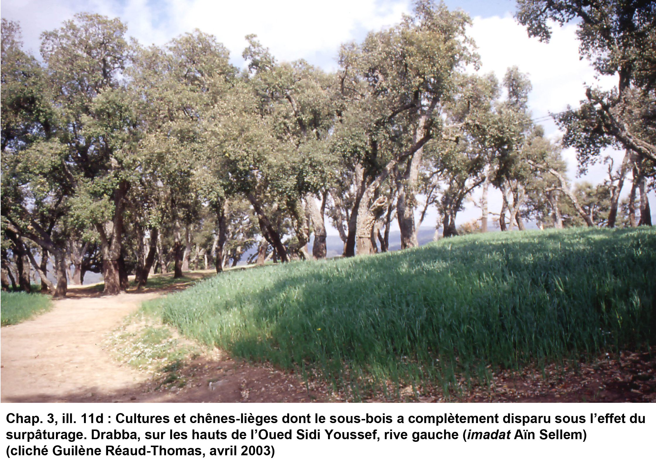 11d- Cultures et chênes-lièges dont le sous-bois a complètement disparu sous l’effet du surpâturage