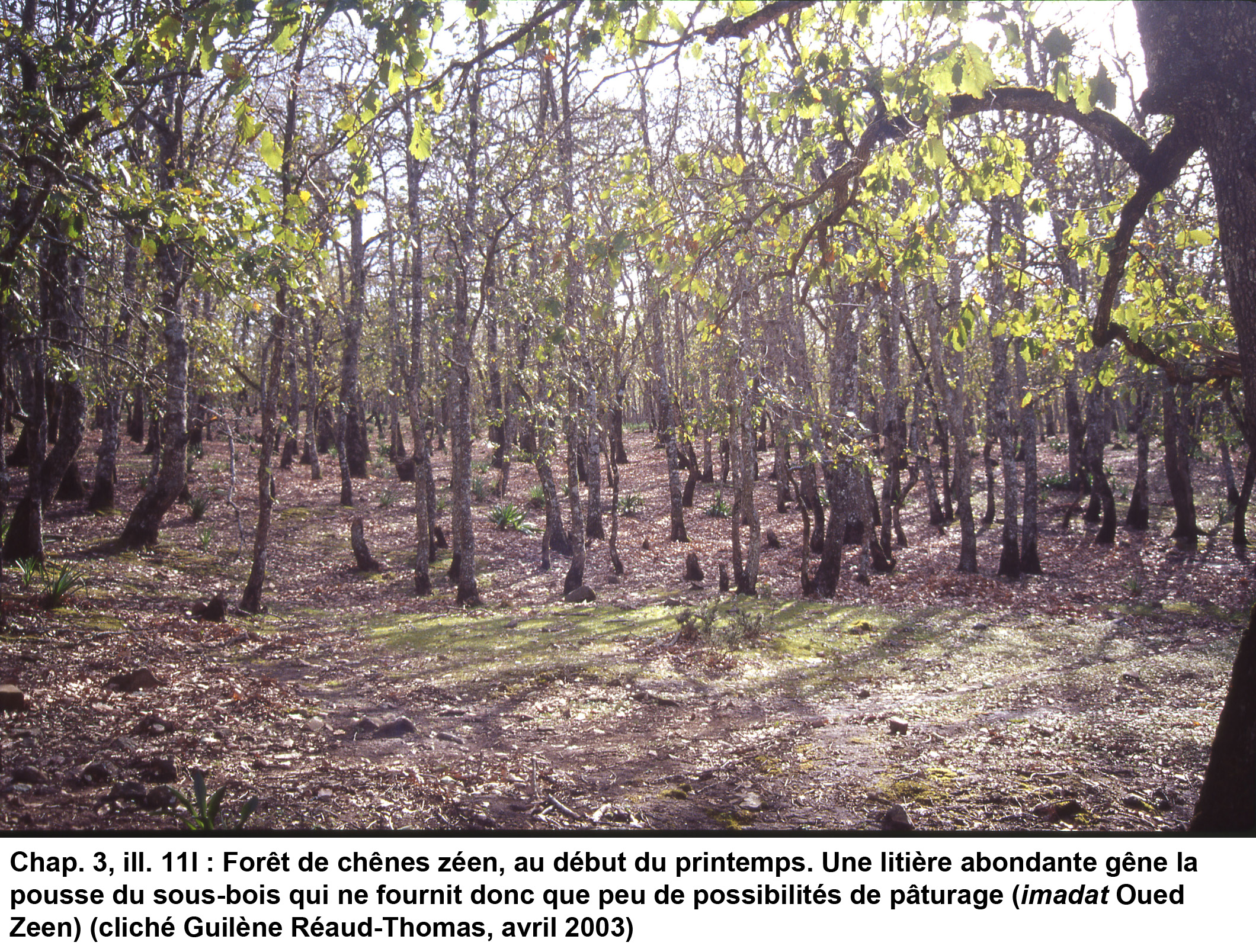 11l- Forêt de chênes zéen