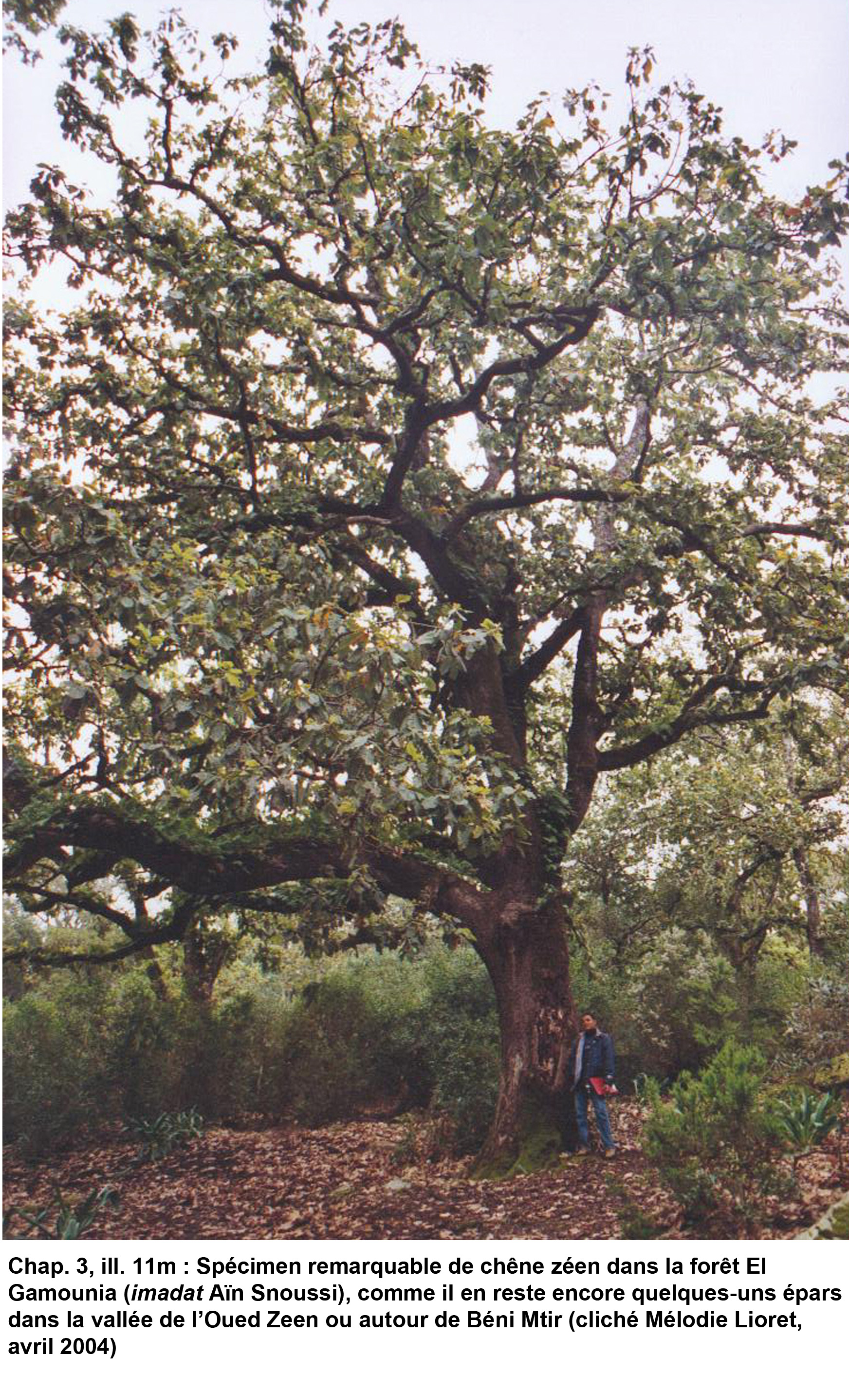 11m- Spécimen remarquable de chêne zéen